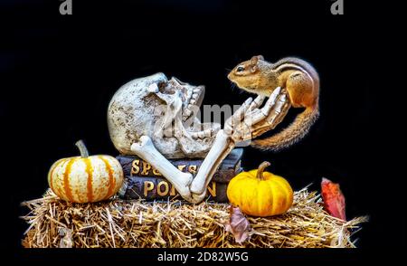 Il piccolo roditore si avvicina e si fa personale con un cranio E le ossa in questo humorous Halloween ancora vita Foto Stock