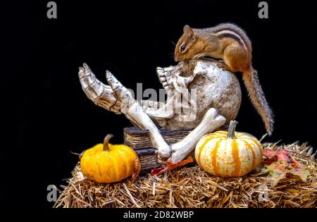 Il chipmunk a righe gioca con questa vita morta di Halloween con cranio e ossa, paglia e zucche Foto Stock