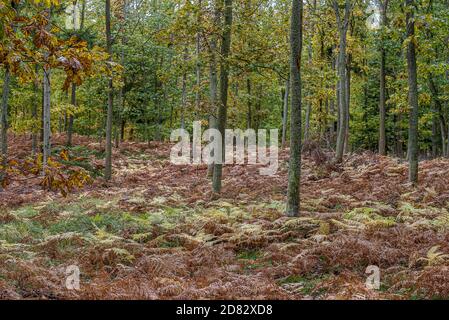 Bracken piante in colori autunnali sul terreno sotto querce, Jaegerspris, Danimarca, ottobre 2020 Foto Stock