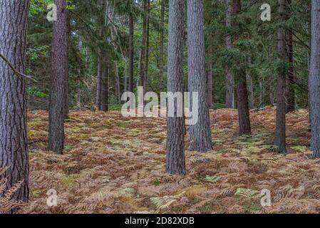 Il terreno sotto i pini è coperto di bracken-Plants, Jaegerspris, Danimarca, ottobre 2020 Foto Stock