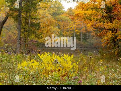 Bei boschi dorati quasi nasconde questo piccolo stagno in questo colorato paesaggio autunnale Foto Stock