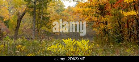 Splendido panorama autunnale di un bosco dorato nel Michigan USA con un laghetto nascosto e fogliame colorato Foto Stock
