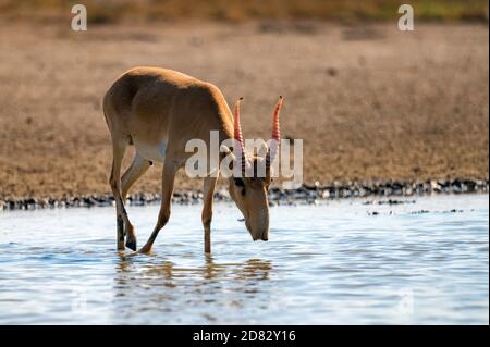 Saiga in un luogo di irrigazione beve acqua durante il caldo forte e la siccità. Foto Stock