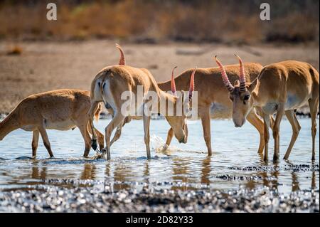 Primo piano di saiga in un luogo di irrigazione bevande acqua Foto Stock