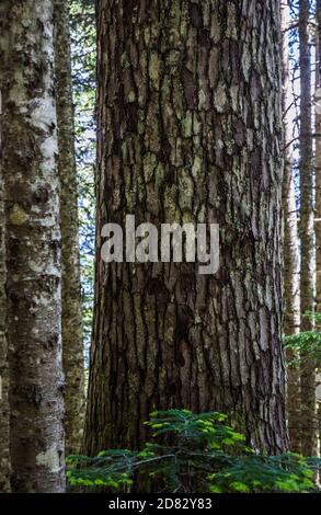 Sitka Spruce tree tree e corteccia modello, McClellan Butte Trail, Washington Cascades, Stati Uniti. Foto Stock