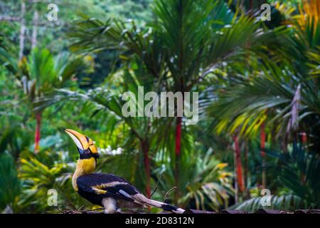 Toucan nella giungla Foto Stock