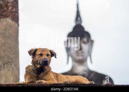 Cane e Buddha Foto Stock