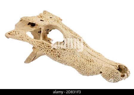 Cranio di yacare caiman dal Pantanal brasiliano, specie indigene del Sud America, isolato su sfondo bianco, Brasile Foto Stock