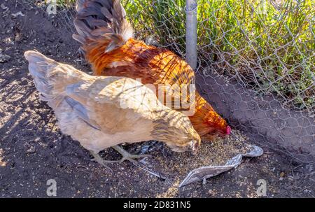 Una gallina e gallo di gallo colorato beccano al cibo in un vassoio in metallo in una gabbia di pollo Foto Stock