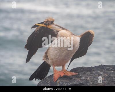 Il buffo uccello Australasiano Darter, sembra nascondersi la faccia sotto l'ala, seduta su una roccia vicino al mare Foto Stock