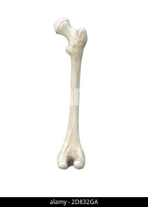 Osso femorale umano destro, vista posteriore, anatomia ossea, sfondo bianco, rendering 3d Foto Stock