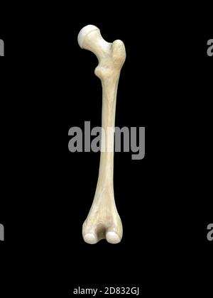 Osso femorale umano destro, vista posteriore, anatomia ossea, sfondo nero, rendering 3d Foto Stock