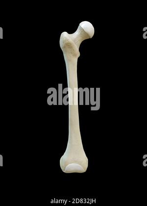 Osso femorale umano destro, vista anteriore, sfondo nero, rendering 3d Foto Stock