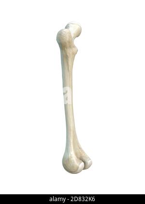 Osso del femore umano sinistro, sfondo bianco, rendering 3d Foto Stock