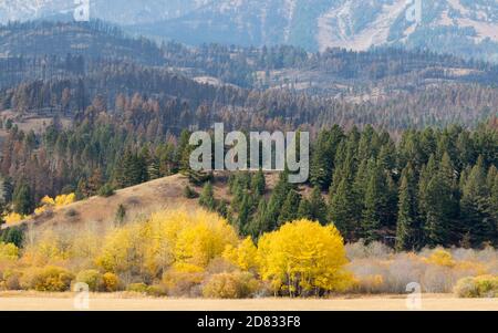 Vivace fogliame autunnale sulle montagne del Bridger Canyon, Montana Foto Stock