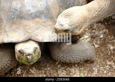Ecuador Isole Galapagos - Isola di Santa Cruz tartaruga gigante Galapagos Nella Stazione di Ricerca Charles Darwin Foto Stock
