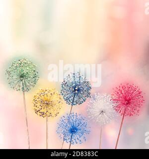 Fiori secchi di cipolle selvatiche dipinte in diversi colori Foto Stock