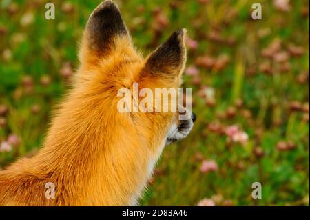 Una vista posteriore di una giovane volpe rossa 'Vulpes vulpes', guardando lontano da un rumore nell'erba. Foto Stock