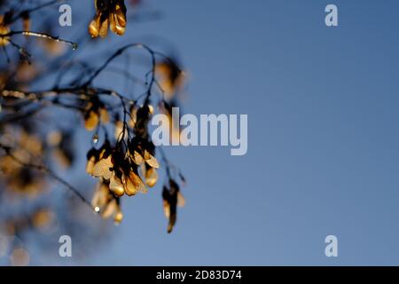 Semi di elicottero incandescenti di un acero amur (Acer ginnala) contro un cielo blu in una mattinata soleggiata a Ottawa, Ontario, Canada. Foto Stock