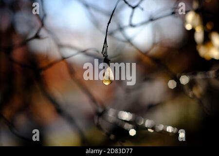 Il seme di elicottero Lone di un acero amur (Acer ginnala) che illumina brillantemente una mattina soleggiata a Ottawa, Ontario, Canada. Foto Stock