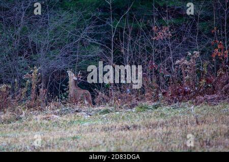 Buck di cervo dalla coda bianca (Odocoileus virginianus) lasciando profumo su rami di albero durante la trota in Wisconsin, orizzontale Foto Stock