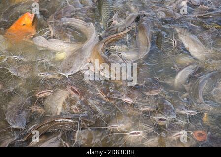 Pesce gatto mangiare da cibo alimentare su stagni di superficie d'acqua / Fattoria di pesce d'acqua dolce Foto Stock