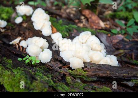 Foresta fungo su legno nella giungla naturale / all'aperto autunno funghi selvatici bianco Foto Stock