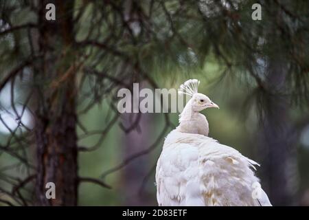 Primo piano di un pavone bianco con profondità ridotta di campo Foto Stock
