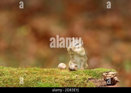 Chipmunk orientale Tamias striatus trovare ghiande in autunno Foto Stock