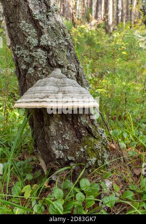 Inonotus oblichus o fungo di betulla. Chaga è usato nella medicina popolare come agente antitumorale e gastrite. Foto Stock