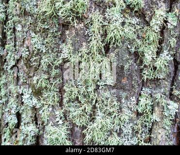 albero coperto di muschio verde. Lichenes bushy su legno. Foto Stock