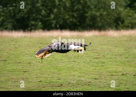 Aquila calva in volo Foto Stock