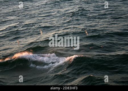 uccelli in mare mentre il sole tramonta a mezzanotte Foto Stock