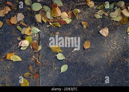 Retro autunno reale: Foglie di giallo caduto, ago di larice, coni su pavimentazione grigia. Modello di stagione autunnale. Spazio di copia Foto Stock