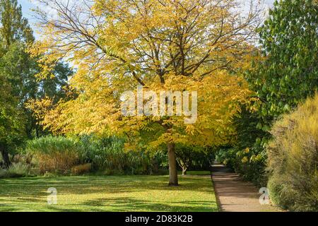 Gymnocladus dioicus. Caffè del Kentucky in autunno agli Oxford Botanic Gardens. Oxfofdshire, Inghilterra Foto Stock