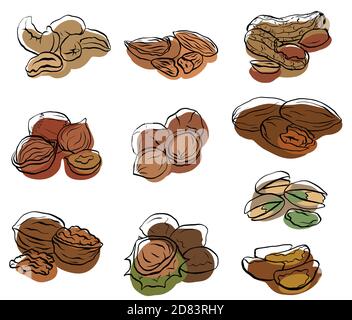 Set di disegni di contorni di vari tipi di dadi con macchie colorate. Oggetti separati dallo sfondo. Elemento vettoriale per menu, ricette e il Illustrazione Vettoriale