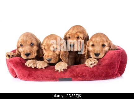 Cuccioli cocker spaniel davanti a uno sfondo bianco Foto Stock