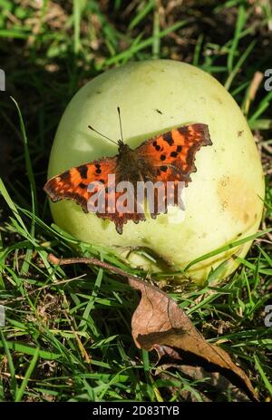 Schlepzig, Germania. 25 Ott 2020. Una farfalla "Big Fox" è seduta su una mela. Credit: Jens Kalaene/dpa-Zentralbild/ZB/dpa/Alamy Live News Foto Stock