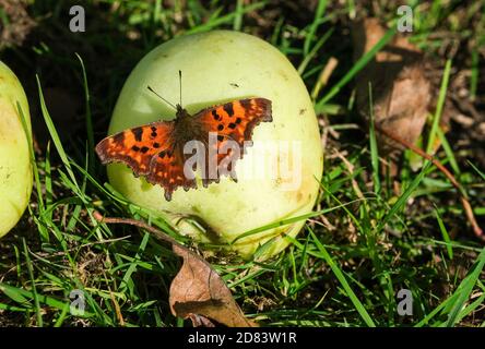 Schlepzig, Germania. 25 Ott 2020. Una farfalla "Big Fox" è seduta su una mela. Credit: Jens Kalaene/dpa-Zentralbild/ZB/dpa/Alamy Live News Foto Stock