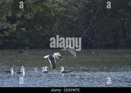 Seagull in volo Foto Stock