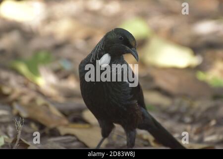 L'uccello Tui - Prosthemadera novaeseelandiae Foto Stock