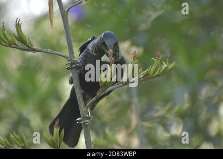 L'uccello Tui - Prosthemadera novaeseelandiae Foto Stock