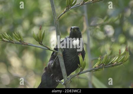 L'uccello Tui - Prosthemadera novaeseelandiae Foto Stock