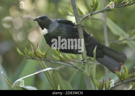 L'uccello Tui - Prosthemadera novaeseelandiae Foto Stock