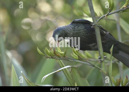 L'uccello Tui - Prosthemadera novaeseelandiae Foto Stock