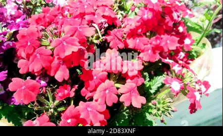 I fiori profumati e appariscenti di Phlox paniculata in alta estate, comunemente chiamati flox caduta o flox giardino Foto Stock