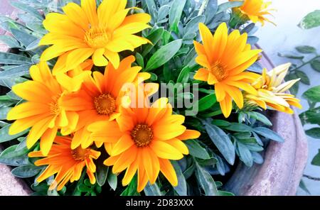 Una margherita gialla, Osteospermum. Terrazza fiorita gialla e piante da giardino Foto Stock