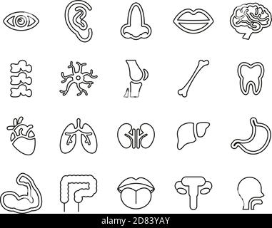 Icone dell'anatomia umana o delle parti del corpo umano in bianco e nero Set di linee sottili Grande Illustrazione Vettoriale
