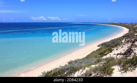 Vivaio di squali a Coral Bay, Australia Occidentale Foto Stock