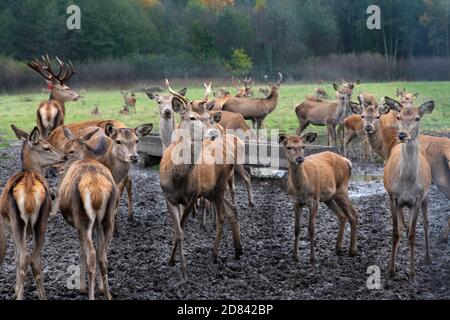 Gruppo di deers in sfondo sfocato. I cervi stanno crescendo nella foresta selvaggia e sono salvati dai cacciatori. Bei animali in un prato. Foto Stock